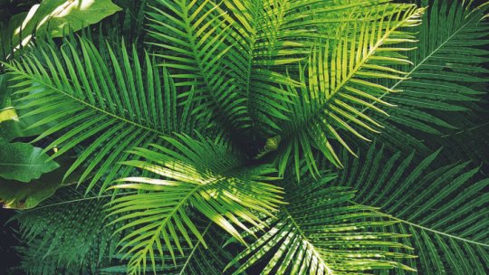 luchtzuiverende planten palm head