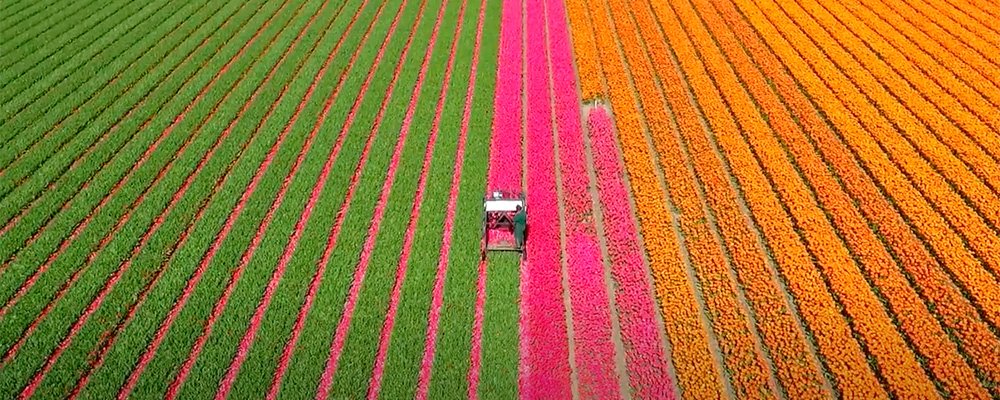 tulpen u